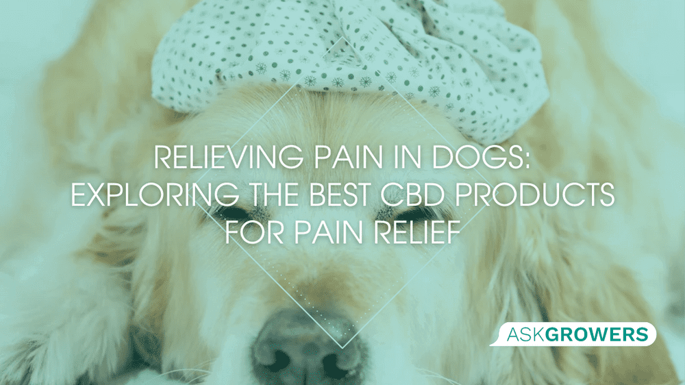 Best CBD Pain Relief for Dogs Alleviating and Promoting